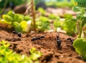 Муравьи могут заражать растения тлей
