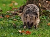 Прогноз погоды на 17 сентября: начало недели будет прохладным