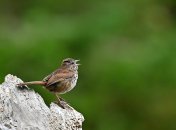 Горобці в міському середовищі