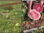 Спелые арбузы остались невостребованы