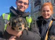 В Украине просят создать зоополицию