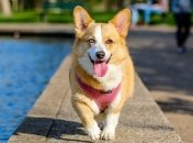 Метисы корги, которые выглядят нереально милыми (Фото)