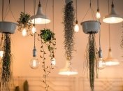 Названы лекарственные растения, которые способны снять усталость