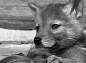 Опасный сюрприз: подаренный щенок оказался не собакой (Фото)