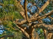 Инженеры создают гмо-деревья 