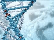 Развод приводит к повреждению ДНК 