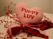 DIY: мягкая валентинка для домашнего питомца (ФОТО)