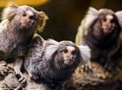 Обезьяны прошли курс видео-уроков