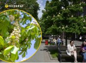 Каштани цвітуть