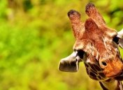 Необычные факты о самом высоком наземном животном планеты - жирафе