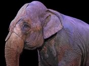 З 2021 заборонять використовувати тварини в цирках