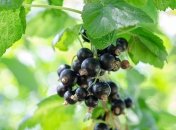 Смородина даст обильный урожай вкусных и крупных плодов