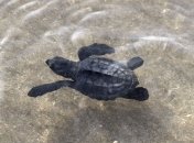 Тысячи детенышей кожистых черепах уничтожены в ходе строительства