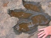 Обнаружены окаменелые следы динозавров Юрского периода