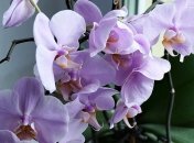 Орхидея "заболела": причины потери тургора листьев у растения