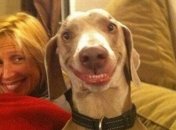 Автоприколы порадуют хорошим настроением не только автомобилистов 