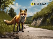 Лиса на вашем пути – это не просто случайная встреча