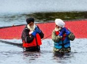 Как происходит необычный сбор урожая клюквы в Ванкувере (Фото) 