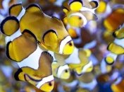 Подводный мир Красного моря