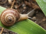 Украину в ближайшие сутки 12 мая не покинут дожди с грозами