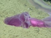 На дне Марианской впадины обнаружили ранее неизвестные науке живые организмы