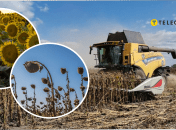 Аграрії Дніпропетровщині скаржаться на врожай соняшника