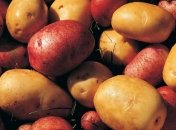 Трансгенный картофель из Беларуси: быть или не быть? 