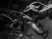 Ученым понадобилось 20 лет, чтобы определить самого крупного тираннозавра рекса