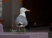 Стала известна причина массовой гибели чаек в Латвии