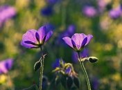 Какие завтра праздники: традиции и приметы на 3 июля