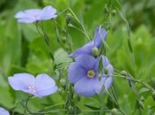 Приметы и обряды на 3 сентября - День Фаддея