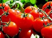 Непривередливые: как и где нужно хранить помидоры