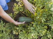 Кабачки любят свет и тепло