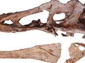 Был обнаружен скелет динозавра, родственника тираннозавра