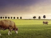 Корова на Крещение тоже окунулась в прорубь (Видео)