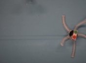 "Кто проживает на дне океана?": морской робот PATRICK ползает под водой, используя мягкие "ножки" (Видео)