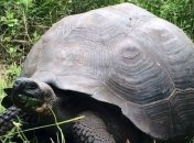 Ученые открыли новый вид гигантских черепах