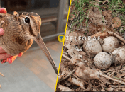 Вальдшнеп весной мигрирует для размножения