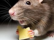 Ученые выяснили, как происходит пищеварение у мышей