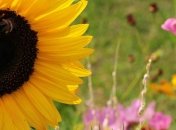 Приметы и обряды на 25 июня - День Петра Афонского