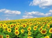 День Независимости Украины 2019: лучшие поздравления в стихах, в прозе и картинках