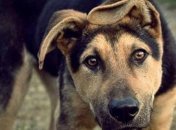 В Харькове мужчина отправил свою собаку на смерть за бутылку водки