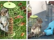 Белка явно ни о чем не жалеет