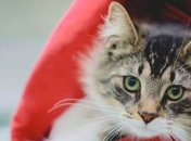 В Канаде кота случайно прислали по почте за 1200 километров