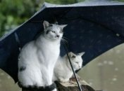 Погода на сегодня: дожди снова пришли в Украину 