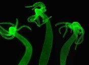 Ученые показали на видео регенерацию гидры из клетки