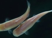 Неизвестный вид слепых рыб глаз обнаружен под землей 