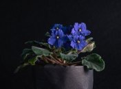 Быстрая помощь для обильного цветения фиалок