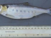 Вылов рыбы в Украине увеличился 