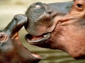 Причина голода в Анголе - бегемоты